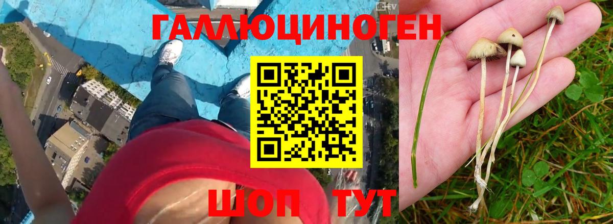 Азнакаево  Псилоцибиновые грибы прущие грибы  Вход с VPN 